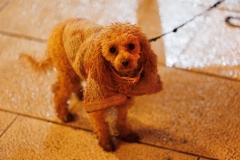 Jet-Set-Advent-u-Zadru-30.11.2023-foto-Bojan-Bogdanic-46.jpg_1600_1067