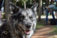 Daj-sapu-2025_-Poljoprivredna-prehrambena-i-veterinarsk-askola-Stanka-Ozanica-Zadar-3