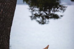 IMG_8186_1