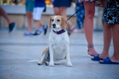 Djir_po_gradu_01_07_21_-6-of-57