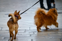 Djir_po_gradu_10_11_21_-37-of-76