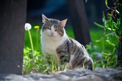 Djir_po_gradu_10_11_21_-56-of-76