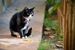 Djir_po_gradu_10_11_21_-67-of-76