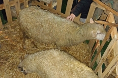 uprizorenje-zivih-jaslica-u-Diklu-kod-bunara-2022-9