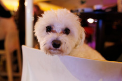 26-Lucija-Marcelic-Pink-Noise-Advent-u-Zadru-10.12.2025-Foto-Bojan-Bogdanic