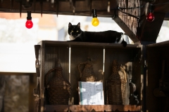 56-Zadar-Meat-Me-2.0-3.-dan-20.10.2021-Photo-by-Bojan-Bogdanic