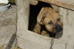 Borbe-pasa-Zagreb-Foto_Prijatelji-zivotinja