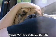 Reporteri-Borbe-pasa-10