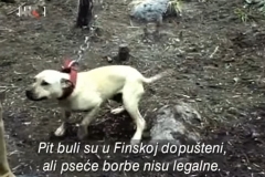 Reporteri-Borbe-pasa-3