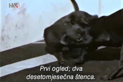 Reporteri-Borbe-pasa-4