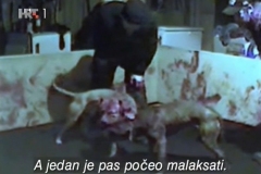 Reporteri-Borbe-pasa-8