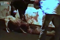 Reporteri-Borbe-pasa-9