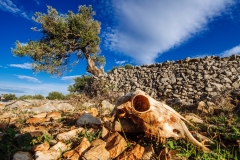 Photo /    www.stipesurac.com