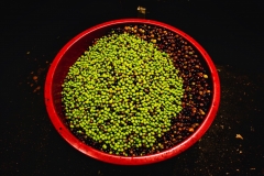 Photo /    www.stipesurac.com