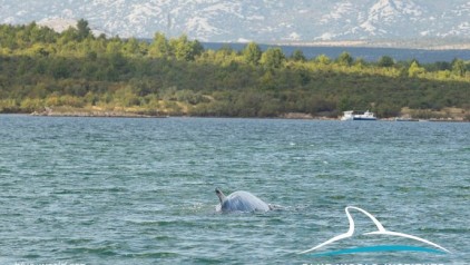 121165903_752579755586831_3629104414340403495_n.jpg.688x388_q85_crop_upscale