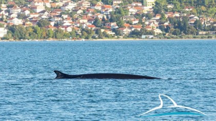 121226261_1454475314743574_1901095326749961064_n.jpg.688x388_q85_crop_upscale