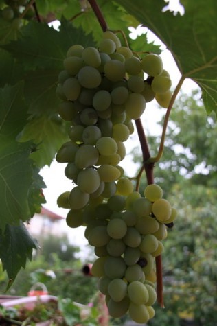 Grožđe (Foto: Ivan Katalinić)