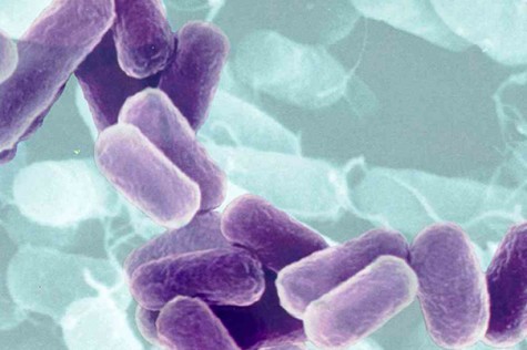 Ilustracija: Bakterije