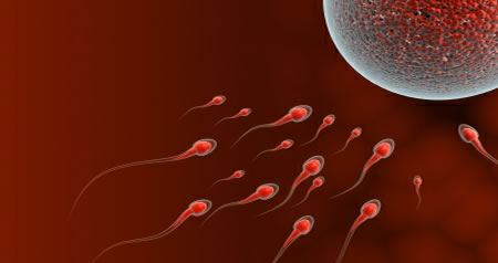 Ilustracija oplodnja, spermij, jajna stanica