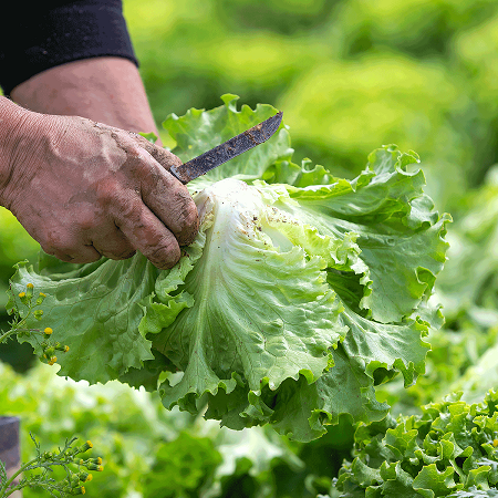 KL poziva male dobavljace