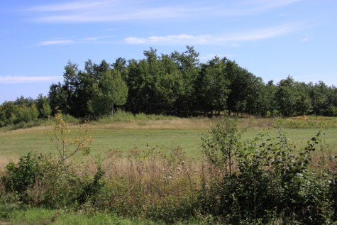 Šuma (Foto: Ivan Katalinić)