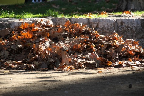 Lišće (Foto: Ivan Katalinić)
