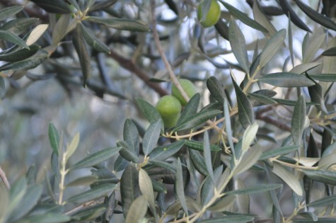 Maslina (Foto: Žeminea Čotrić)