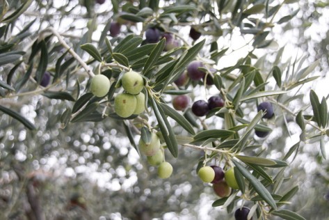 Masline (foto: Žeminea Čotrić)