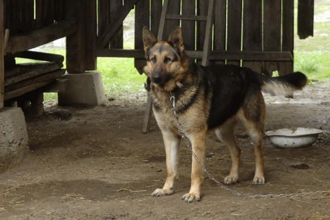 Njemački ovčar (Foto: PIXSELL)