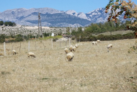 Ovce na ispaši (Foto: Ivan Katalinić)