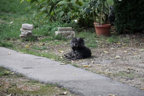 Pas (Foto: Ivan Katalinić)