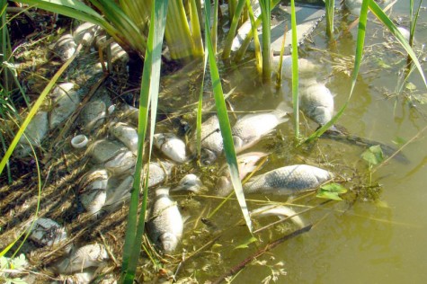 Pomor riba (foto: PIXSELL)