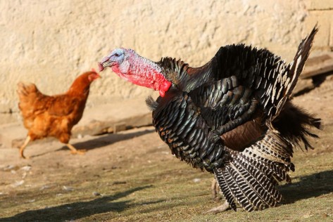 Purica (Foto: PIXSELL)