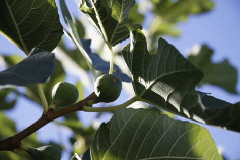Smokva (Foto: Žeminea Čotrić)