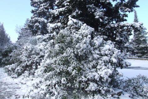 Snijeg (Foto: Žeminea Čotrić)