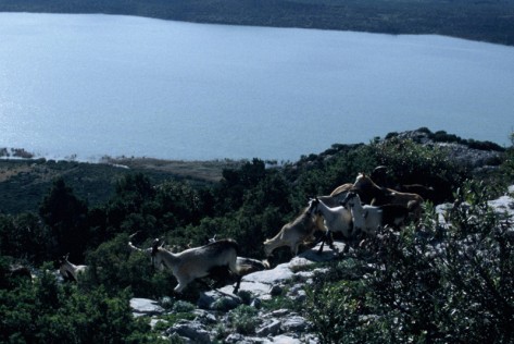Vransko jezero,koze (foto: Žeminea Čotrić)