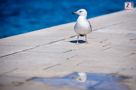 dir_po_gradu_21_05_20_-2-of-63