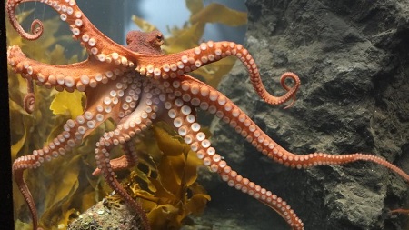 foto Pseudopanax Wikipedia