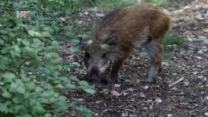 vlcsnap-2020-10-15-19h26m28s958.jpg.688x388_q85_crop_upscale