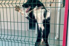 IMG-20260408-WA0009