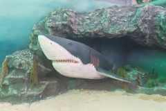 Agena-Marin-blvd-world-Saudi-Arabia-semisubmarine-2