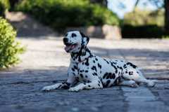 Red-Carpet-Dalmatian-Walk-Zadar-2.5.2025-photo-Bojan-Bogdanic-1