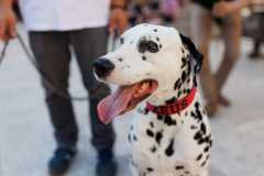 Red-Carpet-Dalmatian-Walk-Zadar-2.5.2025-photo-Bojan-Bogdanic-10