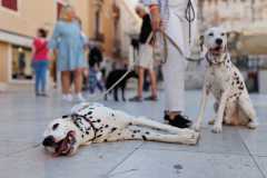 Red-Carpet-Dalmatian-Walk-Zadar-2.5.2025-photo-Bojan-Bogdanic-11