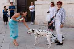 Red-Carpet-Dalmatian-Walk-Zadar-2.5.2025-photo-Bojan-Bogdanic-13