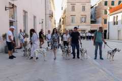 Red-Carpet-Dalmatian-Walk-Zadar-2.5.2025-photo-Bojan-Bogdanic-14