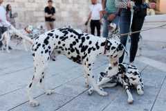 Red-Carpet-Dalmatian-Walk-Zadar-2.5.2025-photo-Bojan-Bogdanic-15