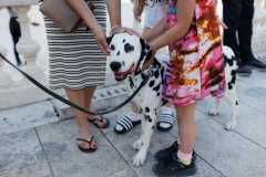 Red-Carpet-Dalmatian-Walk-Zadar-2.5.2025-photo-Bojan-Bogdanic-17