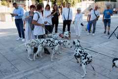 Red-Carpet-Dalmatian-Walk-Zadar-2.5.2025-photo-Bojan-Bogdanic-18