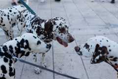 Red-Carpet-Dalmatian-Walk-Zadar-2.5.2025-photo-Bojan-Bogdanic-19